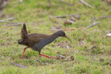 Plumbeous Rail<br><i>(Pardirallus sanguinolentus)</i>