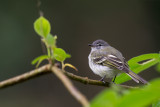 sclaters tyrannulet<br><i>(Phyllomyias sclateri)</i>