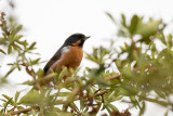 black-throated flowerpiercer<br><i>(Diglossa brunneiventris)</i>