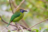 blue-throated toucanet<br><i>(Aulacorhynchus caeruleogularis)</i>