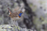Bluethroat (Luscinia svecica azuricollis)