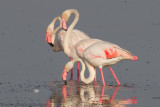 Greater Flamingo - (Phoenicopterus roseus)