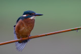 Common Kingfisher (Alcedo atthis)