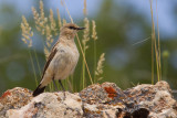 Isabelline Wheatear (Oenanthe isabellina)