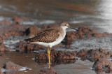 Lesser Yellowlegs (Tringa flavipes)