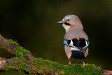 Eurasian Jay (Garrulus glandarius)