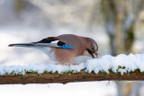 Eurasian Jay (Garrulus glandarius)