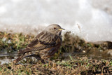 Alpine Accentor (Prunella collaris)