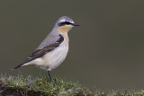 Northern Wheatear (Oenanthe oenanthe)