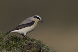 Greenland (Northern) Wheatear (Oenanthe oenanthe leucorhoa)