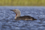 Red-throated Diver (Gavia stellata)