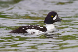 Barrows Goldeneye (Bucephala islandica)