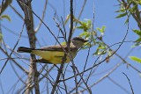 Western Kingbird