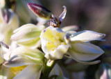 Mojave Yucca (Yucca shidigera)
