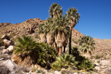 49 Palm Canyon