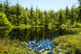 Tamarack Swamp National Natural Landmark (Warren County)