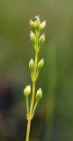 Bartonia virginica