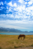 Horse at Kaikoura 