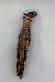 Metura elongatus bagworm in cocoon 