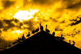 Silhouette of Australian white pelicans sitting on roof