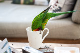Rainbow lorikeet drinking tea 