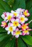 Pink frangipanis in our garden