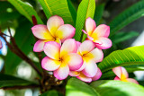 Pink frangipanis