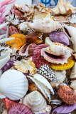 Shells at market 