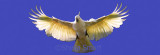 Sulphur crested cockatoo in flight