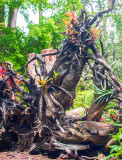 Dead tree Botanic Gardens with elkhorns digital painting