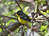 Magnolia Warbler - Setophaga magnolia