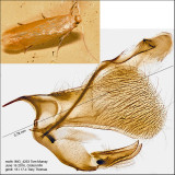 0143 - Coptotriche zelleriella