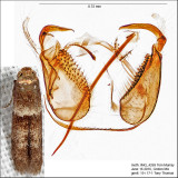Pigritia sp. IMG_4269.jpg