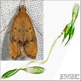 Psilocorsis sp.