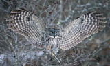Great Gray Owl - Strix nebulosa