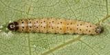 2237 - Dark-headed Aspen Leafroller - Anacampsis innocuella