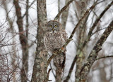 Great Gray Owl - Strix nebulosa