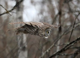 Great Gray Owl - Strix nebulosa