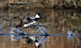 Hooded Merganser - Lophodytes cucullatus