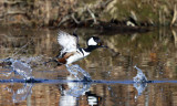 Hooded Merganser - Lophodytes cucullatus