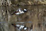 Hooded Merganser - Lophodytes cucullatus