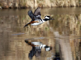 Hooded Merganser - Lophodytes cucullatus