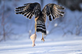 Red-shouldered Hawk - Buteo lineatus