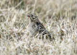 Smiths Longspur - Calcarius pictus