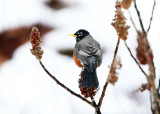 American Robin in the rain feeding on sumac