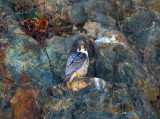 Peregrine Falcon - Falco peregrinus