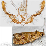 2817 - Raspberry Leafroller Moth - Olethreutes permundana