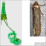 Holcocera sp. IMG_4597.jpg