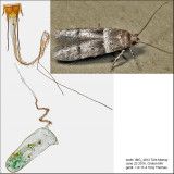 Stilbosis sp. IMG_4812.jpg
