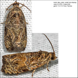 2776 - Woolly-backed Moth Olethreutes furfuranum *